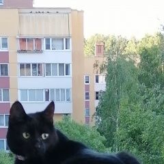 Подробнее об объявлении «Пропал кот 28.06 выпал с балкона кот Санкт-Петербург» Фото: пропала кошка  «Пропал кот 28.06 выпал с балкона кот...» в г. Санкт-Петербург