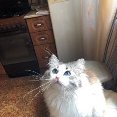 Подробнее об объявлении «Пропал кот тим Лакинск» Фото: пропала кошка  «Пропал кот тим Лакинск» в г. Лакинск