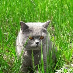 Подробнее об объявлении «Пропала кошка кот. Енакиево» Фото: пропала кошка  «Пропала кошка кот. Енакиево» в г. Енакиево