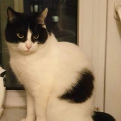 Подробнее об объявлении «Пропал кот Орехово-Зуево» Фото: пропала кошка  «Пропал кот Орехово-Зуево» в г. Орехово-Зуево