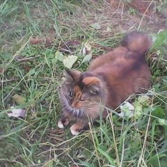 Подробнее об объявлении «Пропала кошка Владимир» Фото: пропала кошка Бобтейл «Пропала кошка Владимир» в г. Владимир