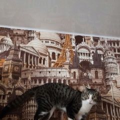 Подробнее об объявлении «Пропал кот тюша Александров» Фото: пропала кошка  «Пропал кот тюша Александров» в г. Александров