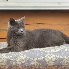 Картинка пропала кошка В городе Хабаровск потерян коте. Хабаровск