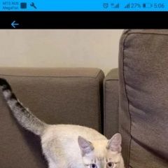 Подробнее об объявлении «Красноярск Пропал кот ик» Фото: пропала кошка  «Красноярск Пропал кот ик» в г. Красноярск