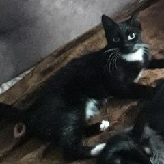 Подробнее об объявлении «Пропала кошка Шелехов» Фото: пропала кошка  «Пропала кошка Шелехов» в г. Шелехов