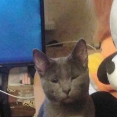 Подробнее об объявлении «Нижний Новгород Пропал кот ик» Фото: пропала кошка  «Нижний Новгород Пропал кот ик» в г. Нижний Новгород