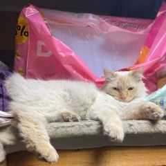 Подробнее об объявлении «Пропал кот помогите найти Одинцово» Фото: пропала кошка  «Пропал кот помогите найти Одинцово» в г. Одинцово