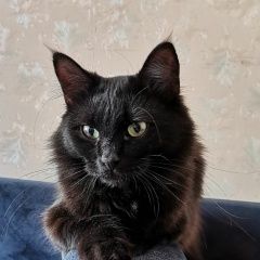 Подробнее об объявлении «Пропала кошка Владимир» Фото: пропала кошка  «Пропала кошка Владимир» в г. Владимир