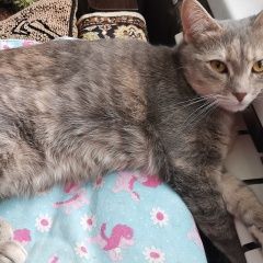 Подробнее об объявлении «Пропала кошка метис Нахабино» Фото: пропала кошка  «Пропала кошка метис Нахабино» в г. Нахабино