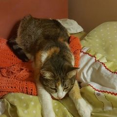 Подробнее об объявлении «Москва Пропала кошка» Фото: пропала кошка  «Москва Пропала кошка» в г. Москва