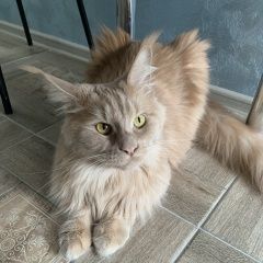 Подробнее об объявлении «Пропала кошка мейн кун Шигоны» Фото: пропала кошка Мейн-кун «Пропала кошка мейн кун Шигоны» в г. Шигоны