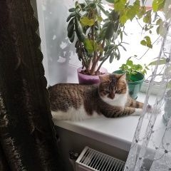 Подробнее об объявлении «Пропала кошка Гатчина» Фото: пропала кошка  «Пропала кошка Гатчина» в г. Гатчина