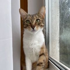 Подробнее об объявлении «Москва Пропала кошка район зюзино» Фото: пропала кошка  «Москва Пропала кошка район зюзино» в г. Москва