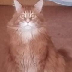 Подробнее об объявлении «Пропал кот просьба вернуть кота Таруса» Фото: пропала кошка  «Пропал кот просьба вернуть кота Таруса» в г. Таруса