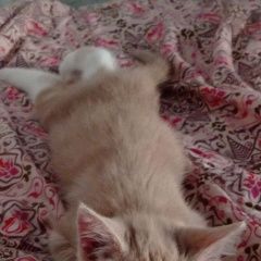 Подробнее об объявлении «Пропала кошка котенок по улице спортивной Щербинка» Фото: пропала кошка  «Пропала кошка котенок по улице спортивной Щербинка» в г. Щербинка