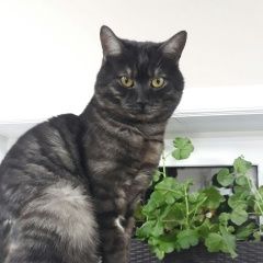 Подробнее об объявлении «Воронеж Пропал кот» Фото: пропала кошка  «Воронеж Пропал кот» в г. Воронеж