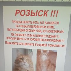 Подробнее об объявлении «Пропал кот просьба вернуть Таруса» Фото: пропала кошка  «Пропал кот просьба вернуть Таруса» в г. Таруса