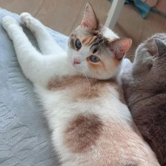 Подробнее об объявлении «Москва Пропала кошка белая кошка» Фото: пропала кошка  «Москва Пропала кошка белая кошка» в г. Москва