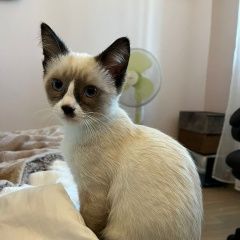 Подробнее об объявлении «Москва Пропала кошка» Фото: пропала кошка  «Москва Пропала кошка» в г. Москва