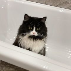 Подробнее об объявлении «Пропала кошка помогите найти Люберцы» Фото: пропала кошка  «Пропала кошка помогите найти Люберцы» в г. Люберцы