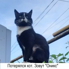 Подробнее об объявлении «Пропал кот возле адреса садовая 6 Шахты» Фото: пропала кошка  «Пропал кот возле адреса садовая 6 Шахты» в г. Шахты