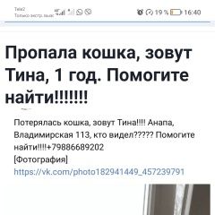 Подробнее об объявлении «Пропала кошка, зовут тина, 1 год Анапа» Фото: пропала кошка  «Пропала кошка, зовут тина, 1 год Анапа» в г. Анапа