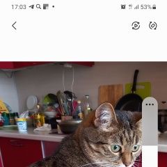 Подробнее об объявлении «Пропала кошка Чехов» Фото: пропала кошка  «Пропала кошка Чехов» в г. Чехов