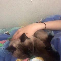 Подробнее об объявлении «Пропала кошка вазнограждение Серпухов» Фото: пропала кошка Сиамская кошка «Пропала кошка вазнограждение Серпухов» в г. Серпухов