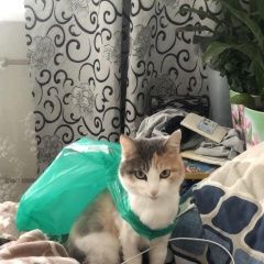 Подробнее об объявлении «Иркутск Пропала кошка.» Фото: пропала кошка  «Иркутск Пропала кошка.» в г. Иркутск