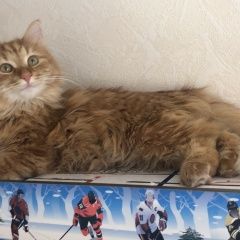 Подробнее об объявлении «Пропал кот Иглино» Фото: пропала кошка  «Пропал кот Иглино» в г. Иглино