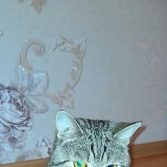 Подробнее об объявлении «Воронеж Пропал кот» Фото: пропала кошка  «Воронеж Пропал кот» в г. Воронеж