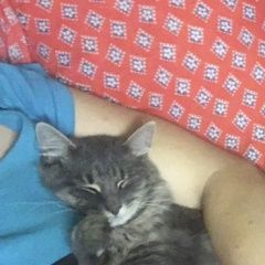 Подробнее об объявлении «Пропал кот семён Смоленск» Фото: пропала кошка  «Пропал кот семён Смоленск» в г. Смоленск