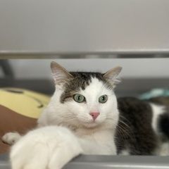 Подробнее об объявлении «Пропал кот в районе дмитриева 106 Луга» Фото: пропала кошка  «Пропал кот в районе дмитриева 106 Луга» в г. Луга