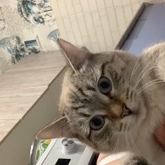 Подробнее об объявлении «Пропал кот Домодедово» Фото: пропала кошка Тайская кошка «Пропал кот Домодедово» в г. Домодедово