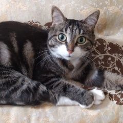 Подробнее об объявлении «Пропала кошка Троицк» Фото: пропала кошка  «Пропала кошка Троицк» в г. Троицк