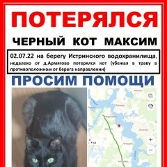 Подробнее об объявлении «Истра Пропал кот истринский район рядом с д. армягово» Фото: пропала кошка  «Истра Пропал кот истринский район рядом с д....» в г. Истра