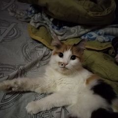 Подробнее об объявлении «Пропала кошка домашняя кошка Тула» Фото: пропала кошка  «Пропала кошка домашняя кошка Тула» в г. Тула