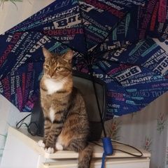 Подробнее об объявлении «Пропала кошка кошки нету дома сутки нам трудно без Новополоцк» Фото: пропала кошка  «Пропала кошка кошки нету дома сутки нам трудно...» в г. Новополоцк