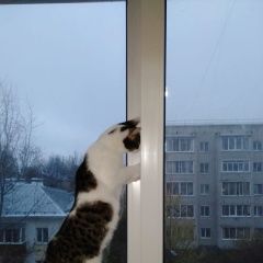 Подробнее об объявлении «Пропал кот домашний кот Владимир» Фото: пропала кошка  «Пропал кот домашний кот Владимир» в г. Владимир