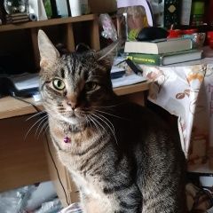 Подробнее об объявлении «Пропал кот Люберцы» Фото: пропала кошка  «Пропал кот Люберцы» в г. Люберцы