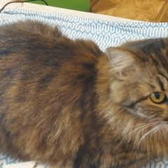 Подробнее об объявлении «Пропала кошка Тамбов» Фото: пропала кошка  «Пропала кошка Тамбов» в г. Тамбов