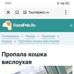 Подробнее об объявлении «Пенза Пропала кошка вислоухая кошечка» Фото: пропала кошка  «Пенза Пропала кошка вислоухая кошечка» в г. Пенза