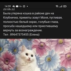 Подробнее об объявлении «Пропала кошка помогите найти кошку Братск» Фото: пропала кошка  «Пропала кошка помогите найти кошку Братск» в г. Братск