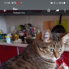 Подробнее об объявлении «Пропала кошка Чехов» Фото: пропала кошка  «Пропала кошка Чехов» в г. Чехов