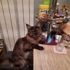 Подробнее об объявлении «Сургут Пропал кот» Фото: пропала кошка  «Сургут Пропал кот» в г. Сургут