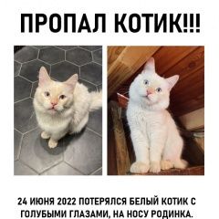 Подробнее об объявлении «Подольск Пропал кот ик» Фото: пропала кошка  «Подольск Пропал кот ик» в г. Подольск