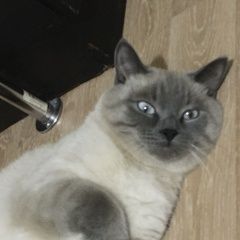 Подробнее об объявлении «Пропал кот Палкино» Фото: пропала кошка Британская короткошерстная кошка «Пропал кот Палкино» в г. Палкино