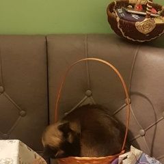 Подробнее об объявлении «Пропала кошка сиамская, сзелеными глазами, 2 года, Малаховка» Фото: пропала кошка Сиамская кошка «Пропала кошка сиамская, сзелеными глазами, 2...» в г. Малаховка