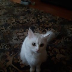 Подробнее об объявлении «Пропала кошка помогите найти пожалуйста. Курск» Фото: пропала кошка  «Пропала кошка помогите найти пожалуйста. Курск» в г. Курск