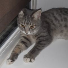 Подробнее об объявлении «Москва Пропала кошка северное измайлово» Фото: пропала кошка  «Москва Пропала кошка северное измайлово» в г. Москва